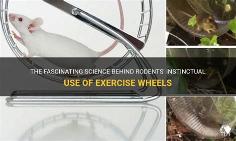 rat exercise wheel|why do rodents like wheels.